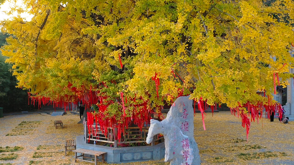 文峰山千年银杏树，连天一树黄金叶，向日千年长短枝